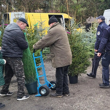 Kupujmy choinki z legalnych źródeł. Inaczej bądźmy świadomi konsekwencji